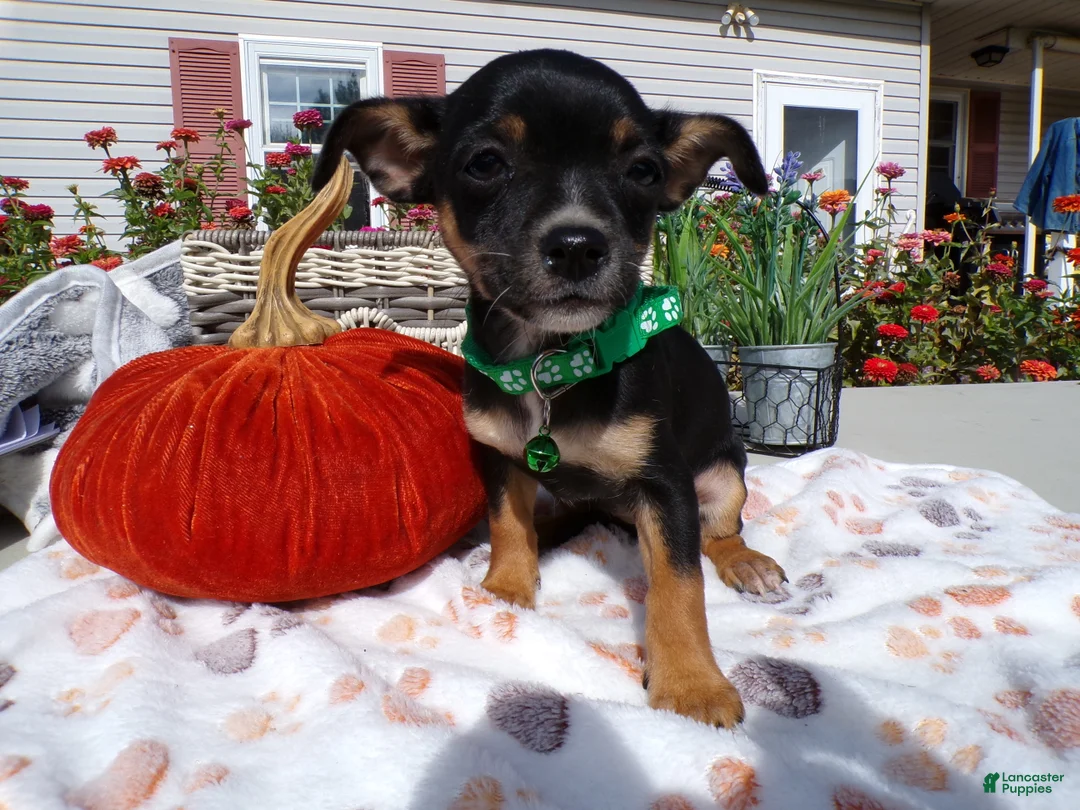 Gallery Image {{count}}