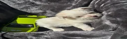 Maltipoo dogs for sale: Maltipoo Puppy 1 - Ad 3