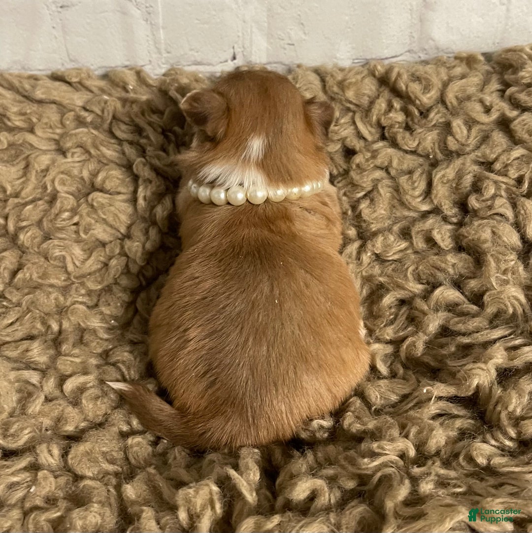 Chihuahua dogs for sale: Chihuahua Puppy 1 - Ad 6