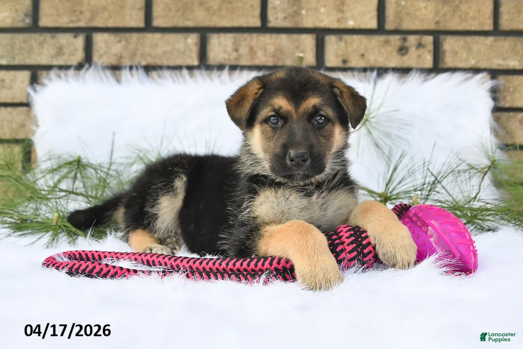 German Shepherd dogs for sale: Macy - Ad 1