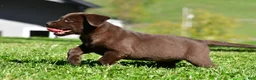 Labrador Retriever dogs for sale: Chino - Ad 4