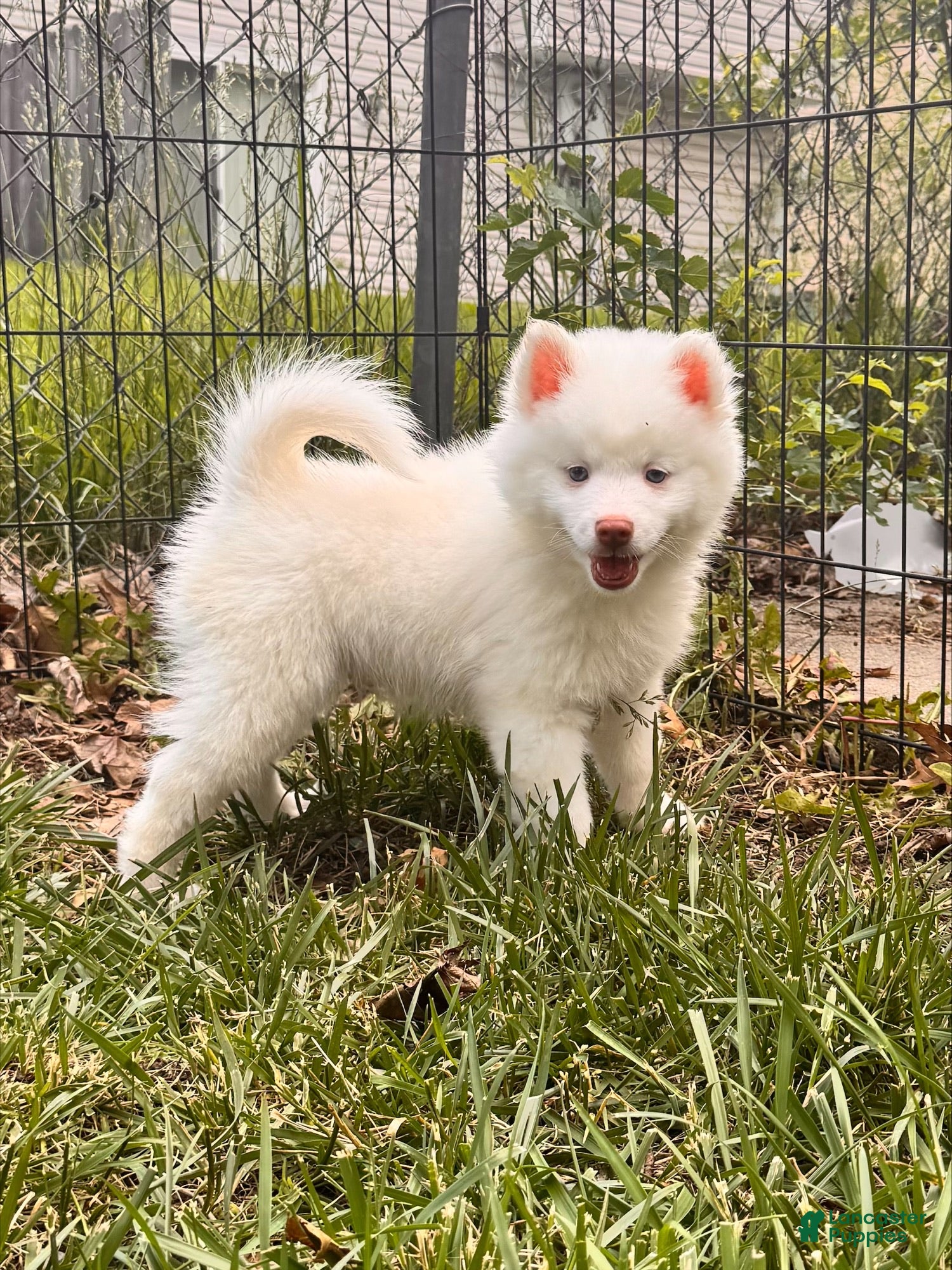 Pomsky dogs Atlas - Mini Male Pomsky → The Snow Prince - Ad 2