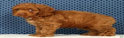 Cockapoo dogs for sale: Barney - Ad 4