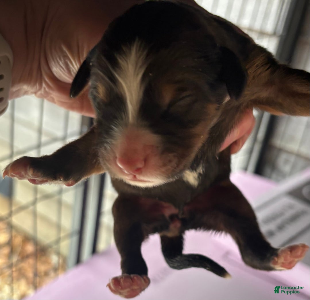 Mixed Breed dogs for sale: Tibetan Mastiff/Bernese Mountain Dog Male 2 - Ad 12