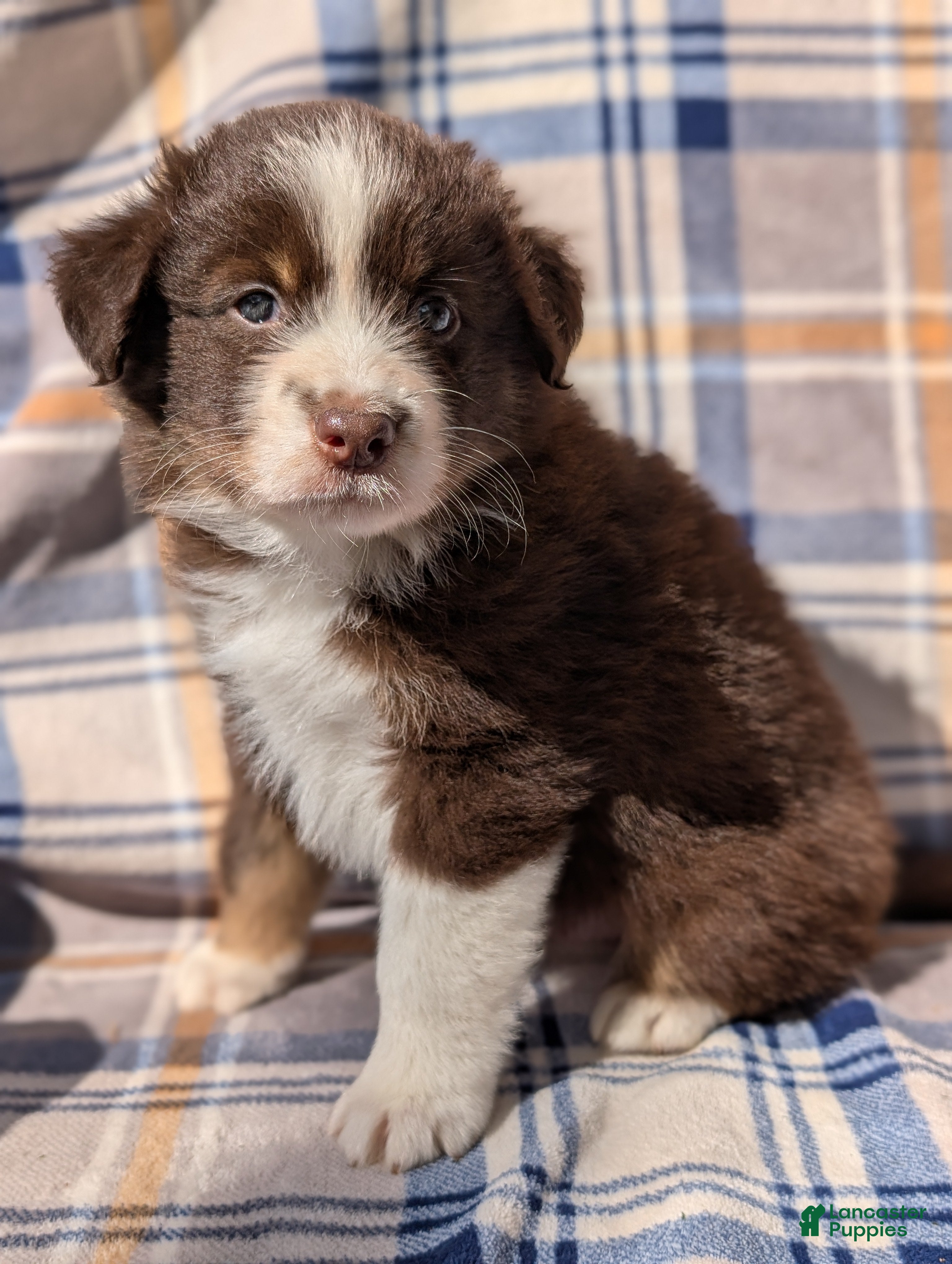 Australian Shepherd dogs Bentley  - Ad 2