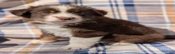 Australian Shepherd dogs for sale: Bentley  - Ad 2