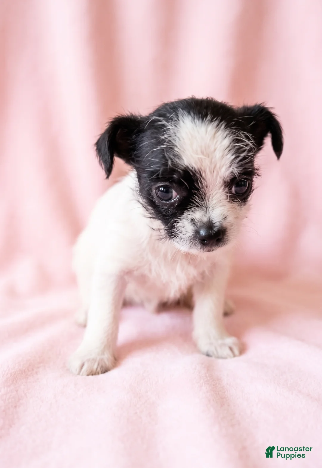 Mixed Breed dogs for sale: Maggie - Ad 2