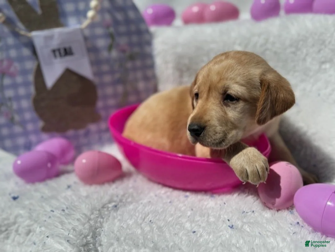 Labrador Retriever dogs for sale: Teal Collar Female - Ad 1