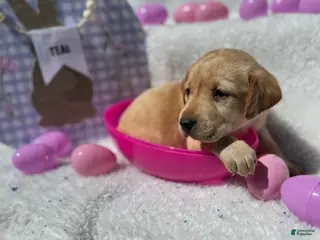 Labrador Retriever dogs Teal Collar Female - Ad 29