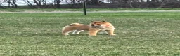 Shiba Inu dogs for sale: Shiba Inu  - Ad 1