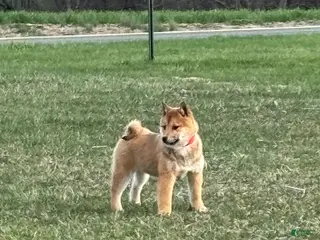 Shiba Inu dogs Shiba Inu - Ad 38