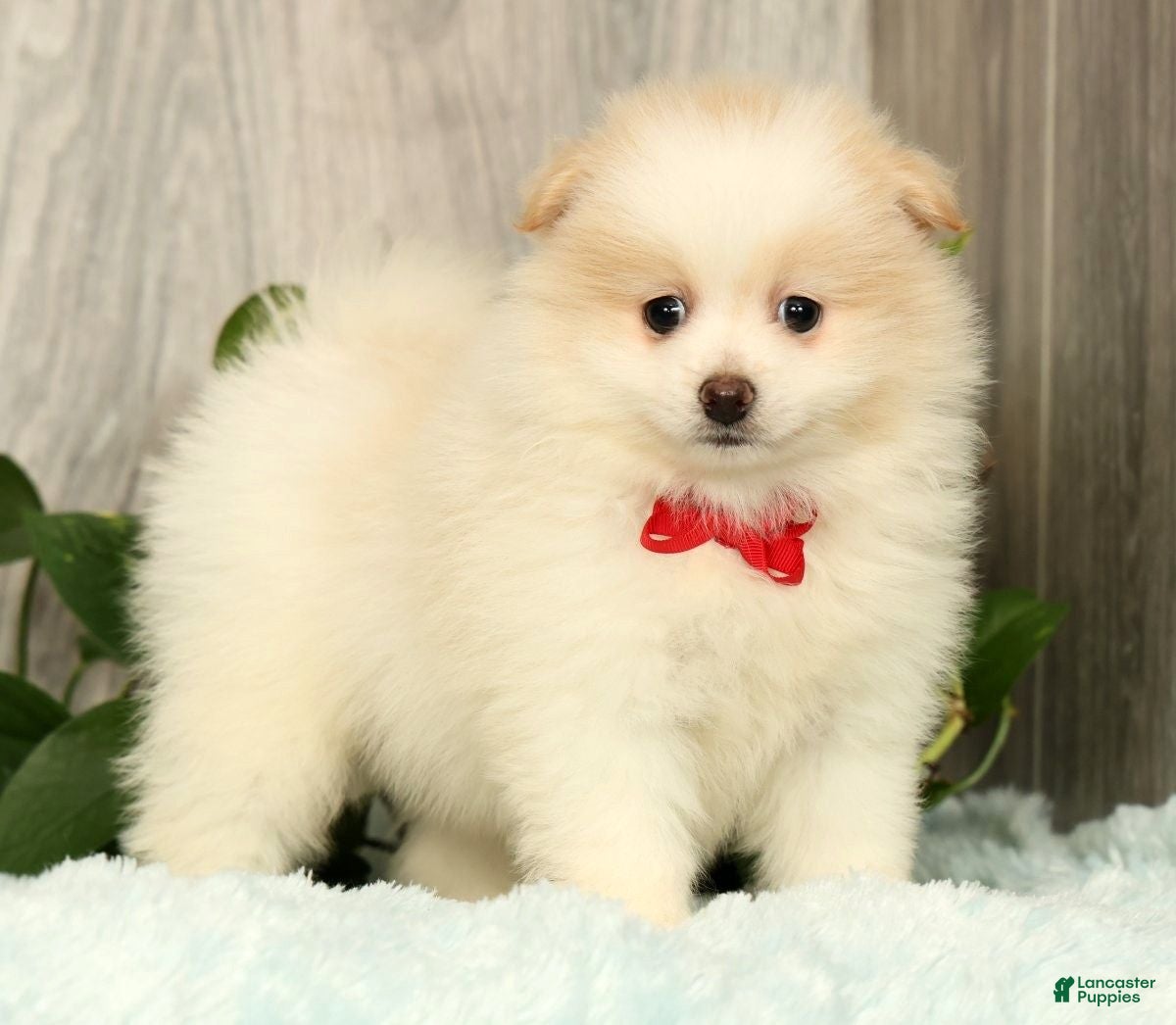 Pomeranian dogs Chief - Ad 2
