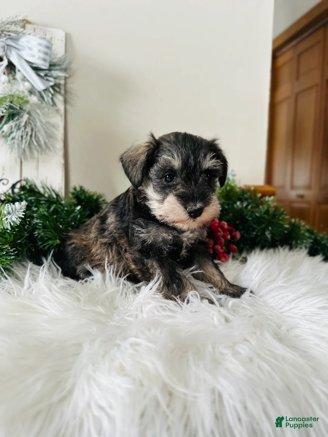 Miniature Schnauzer dogs for sale: Lyla - Ad 7