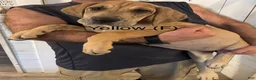 Great Dane dogs for sale: Yellow - Ad 1