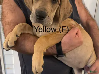 Great Dane dogs Yellow - Ad 26
