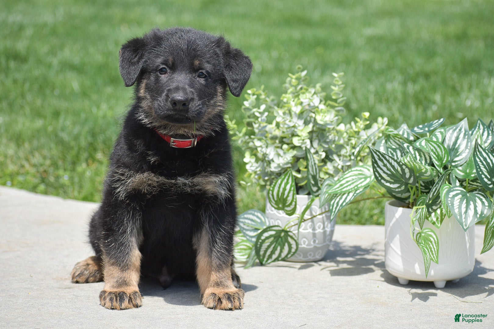 German Shepherd dogs Hayden - Ad 1