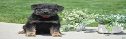 German Shepherd dogs for sale: Hayden - Ad 1