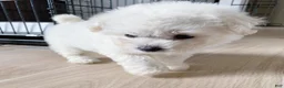 Bichon Frise dogs for sale: Meggie (Female) - 9 Weeks Old - Ad 4