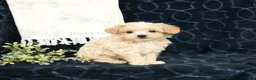 Maltipoo dogs for sale: Adam - Ad 3