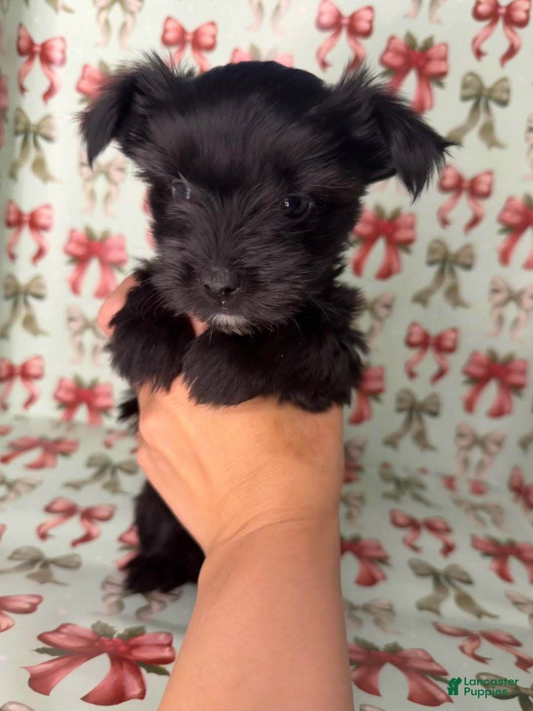 Yorkshire Terrier dogs for sale: Poppy - Ad 2