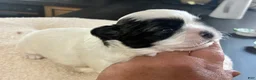 Shih Tzu dogs for sale: Shih Tzu 4 reserved  - Ad 2