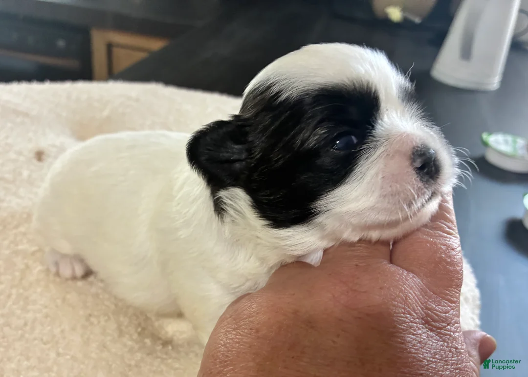Shih Tzu dogs for sale: Shih Tzu 4 reserved  - Ad 2