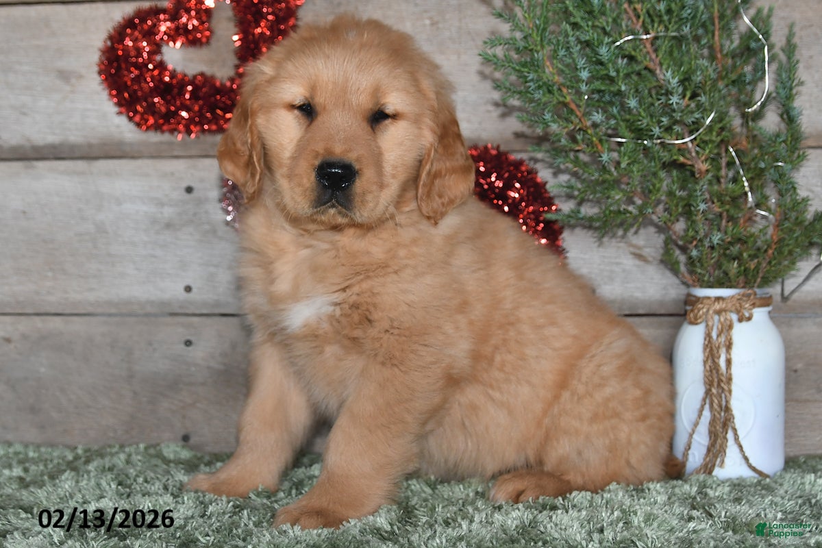 Golden Retriever dogs Andre - Ad 8