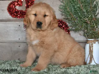 Golden Retriever dogs Andre - Ad 8