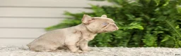 French Bulldog dogs for sale: Anne - Isabella - Ad 6