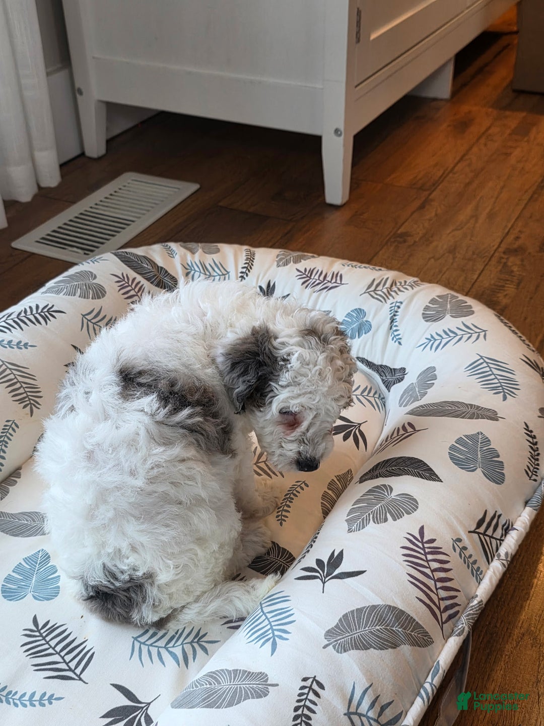 Mini Goldendoodle dogs for sale: Bruno - Ad 3