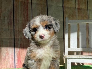 Mini Bernedoodle dogs - Ad 9