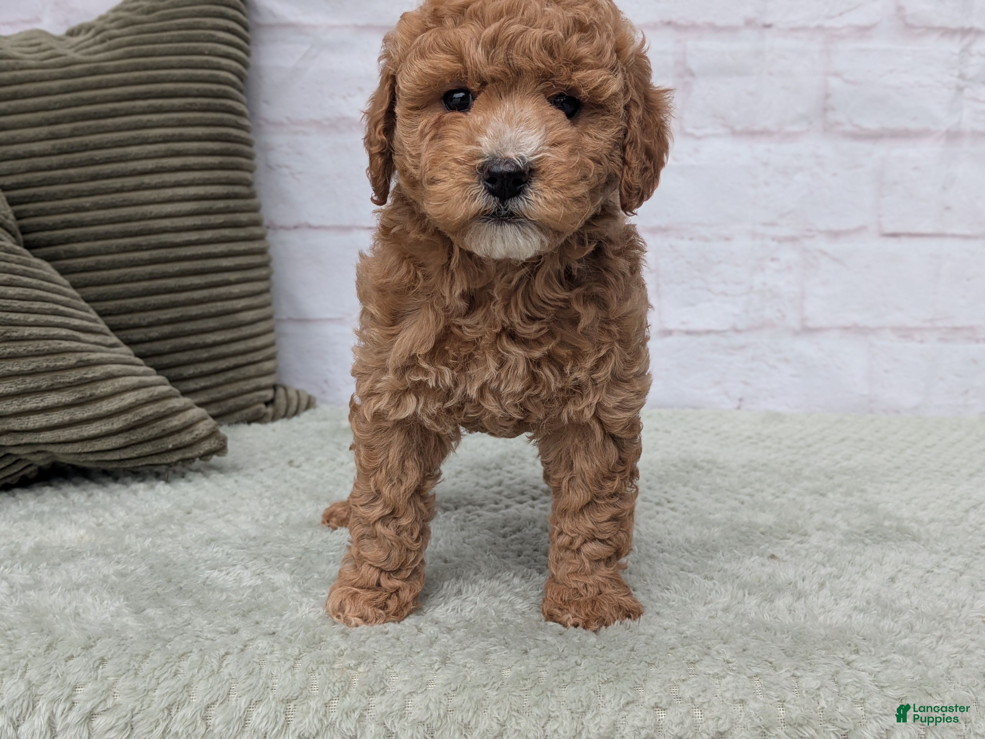 Mini Goldendoodle dogs Baily - Ad 1