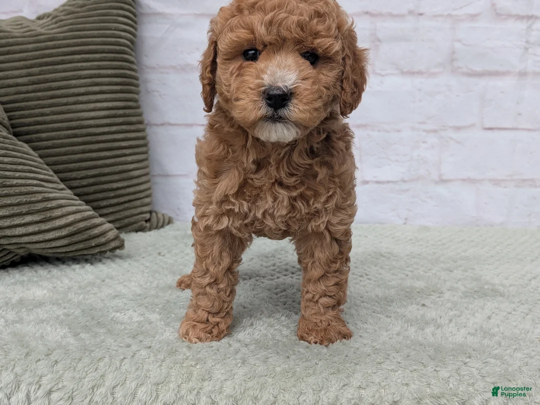 Mini Goldendoodle dogs for sale: Baily - Ad 1