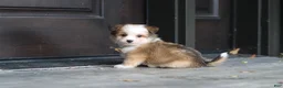Mixed Breed dogs for sale: Scout  - Ad 10