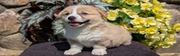 Welsh Corgi Pembroke dogs for sale: Nemo - Ad 4