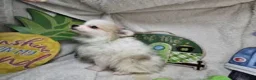 Pomeranian dogs for sale: Ingryd Bergy - Ad 3