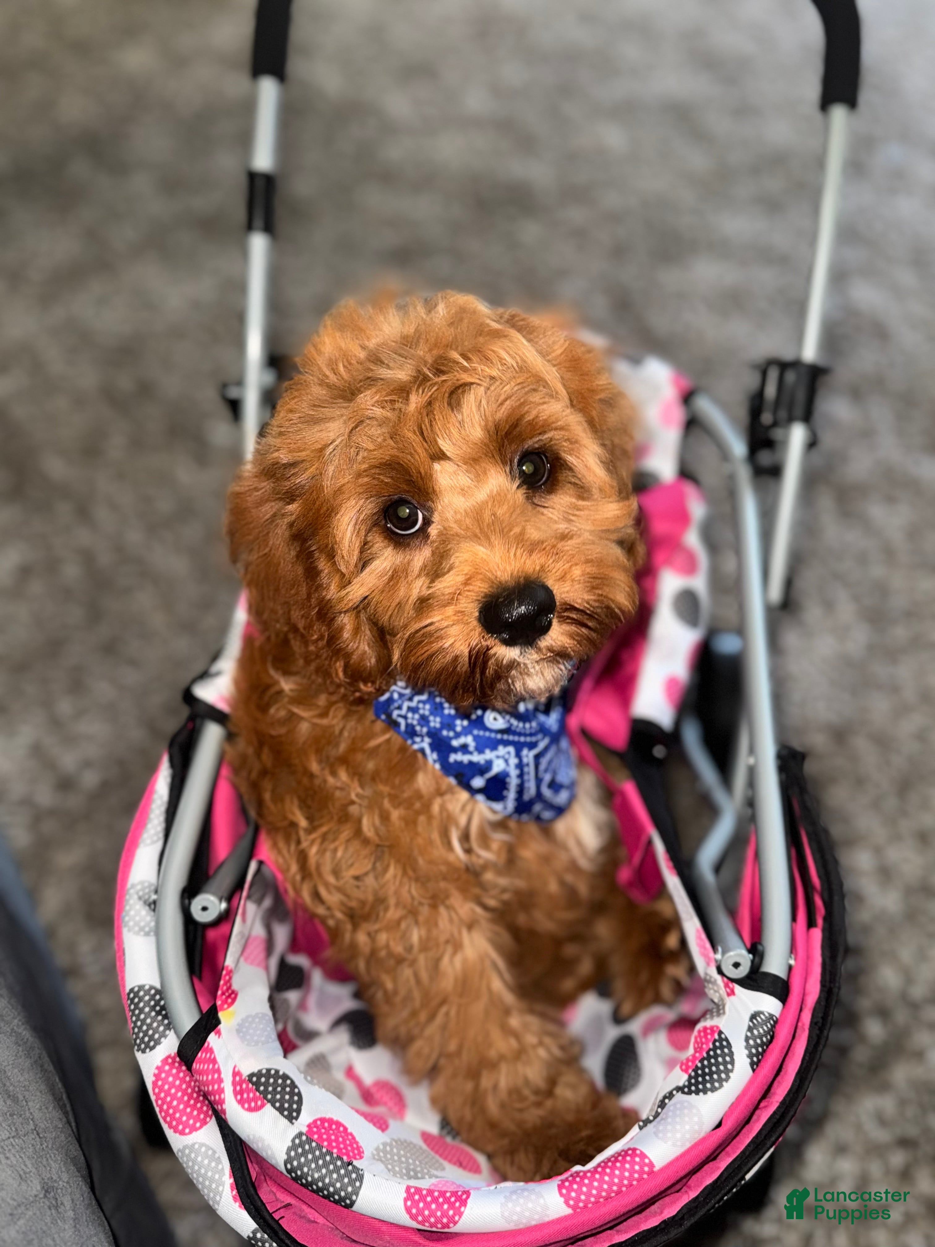 Cavapoo dogs Cavapoo Puppy 1 - Ad 6