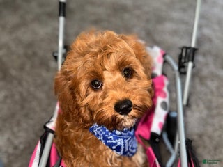 Cavapoo dogs Cavapoo Puppy 1 - Ad 1