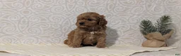 Cavapoo dogs for sale: Romeo - Ad 3