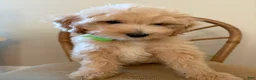 Goldendoodle dogs for sale: Saint Andrew - Ad 4