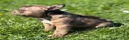 Frenchton dogs for sale: Cookie - Ad 7