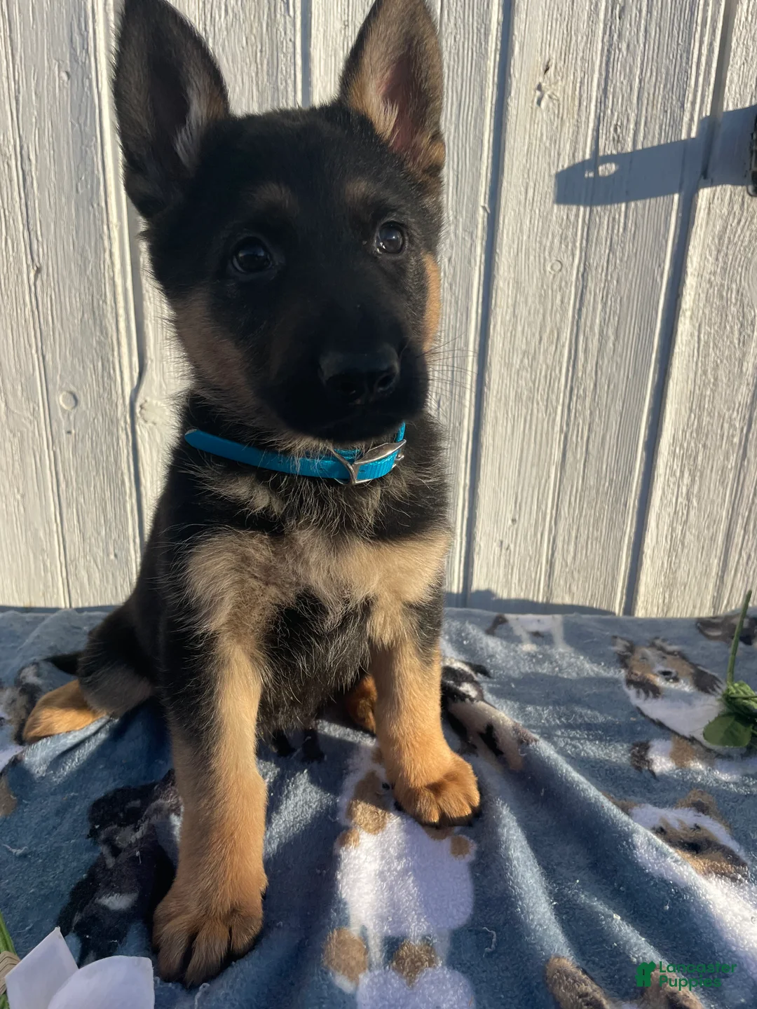 German Shepherd dogs for sale: Maverick - Ad 4