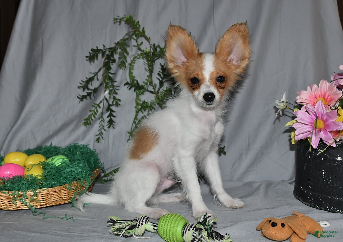 Papillon dogs Nobel - Ad 2