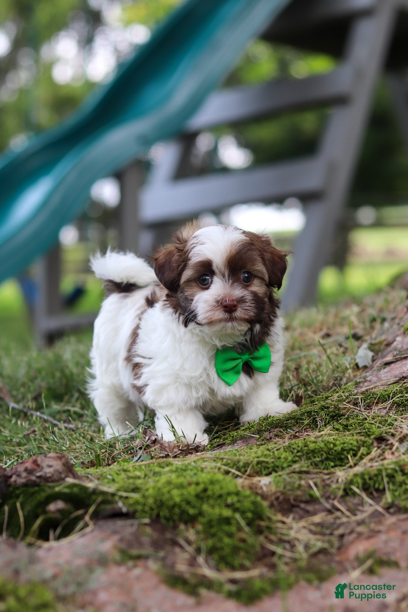 Havanese dogs for sale: Alex - Ad 3