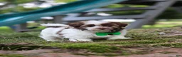 Havanese dogs for sale: Alex - Ad 1