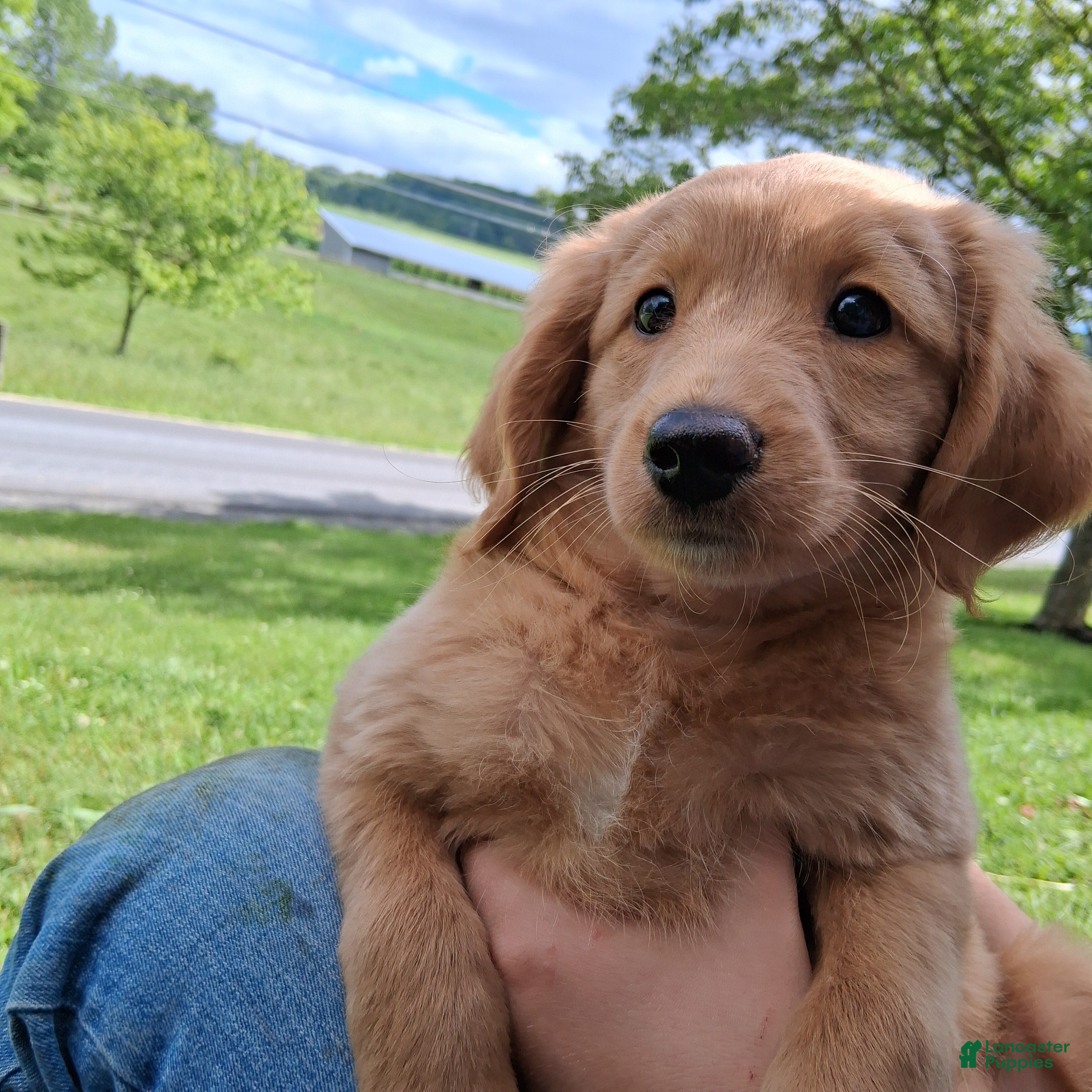 Mixed Breed dogs Daisy - Ad 1
