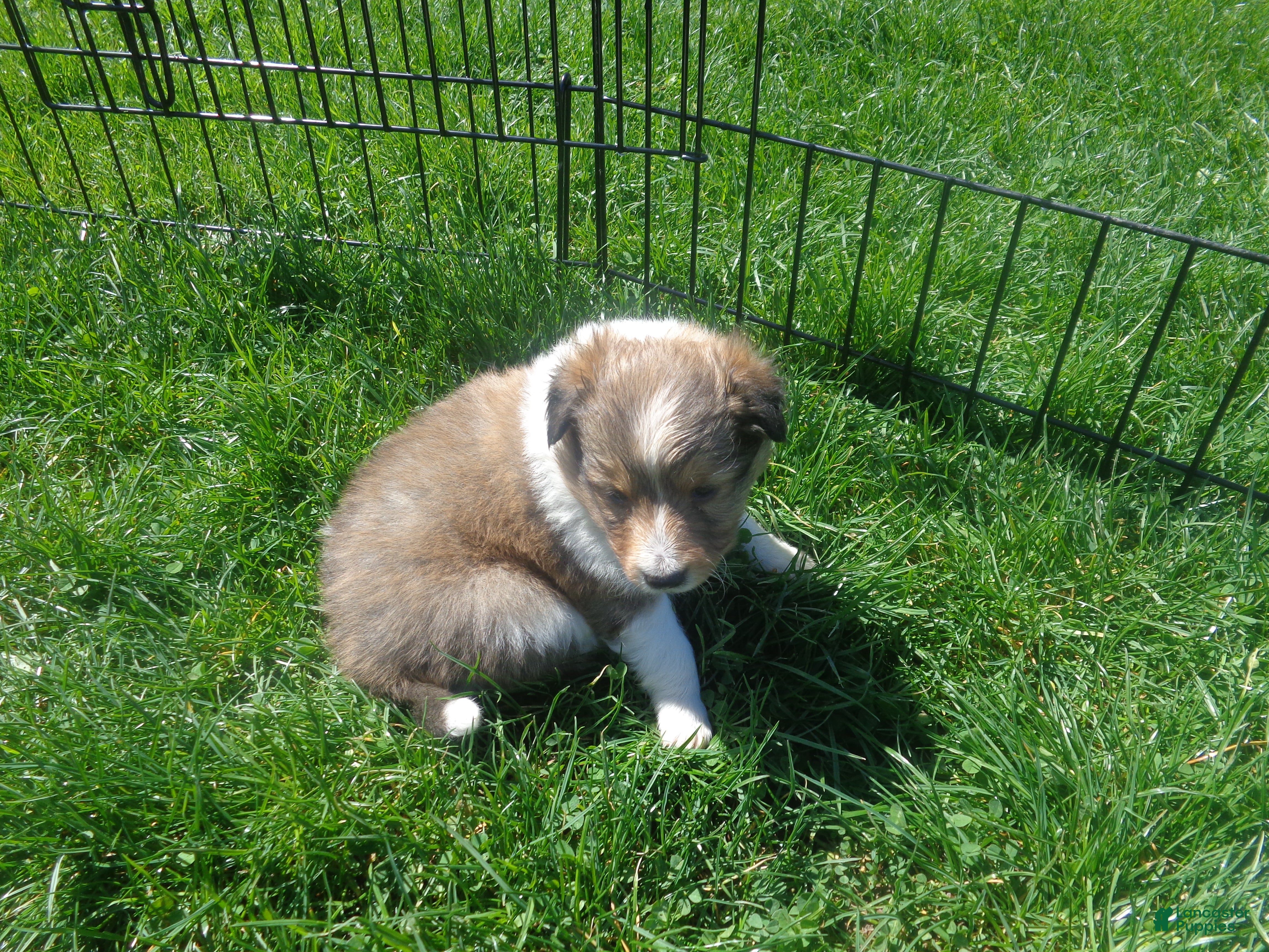 Shetland Sheepdog dogs Shetland Sheepdog Puppy 4 - Ad 1