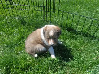 Shetland Sheepdog dogs for sale: Shetland Sheepdog Puppy 4 - Ad 4