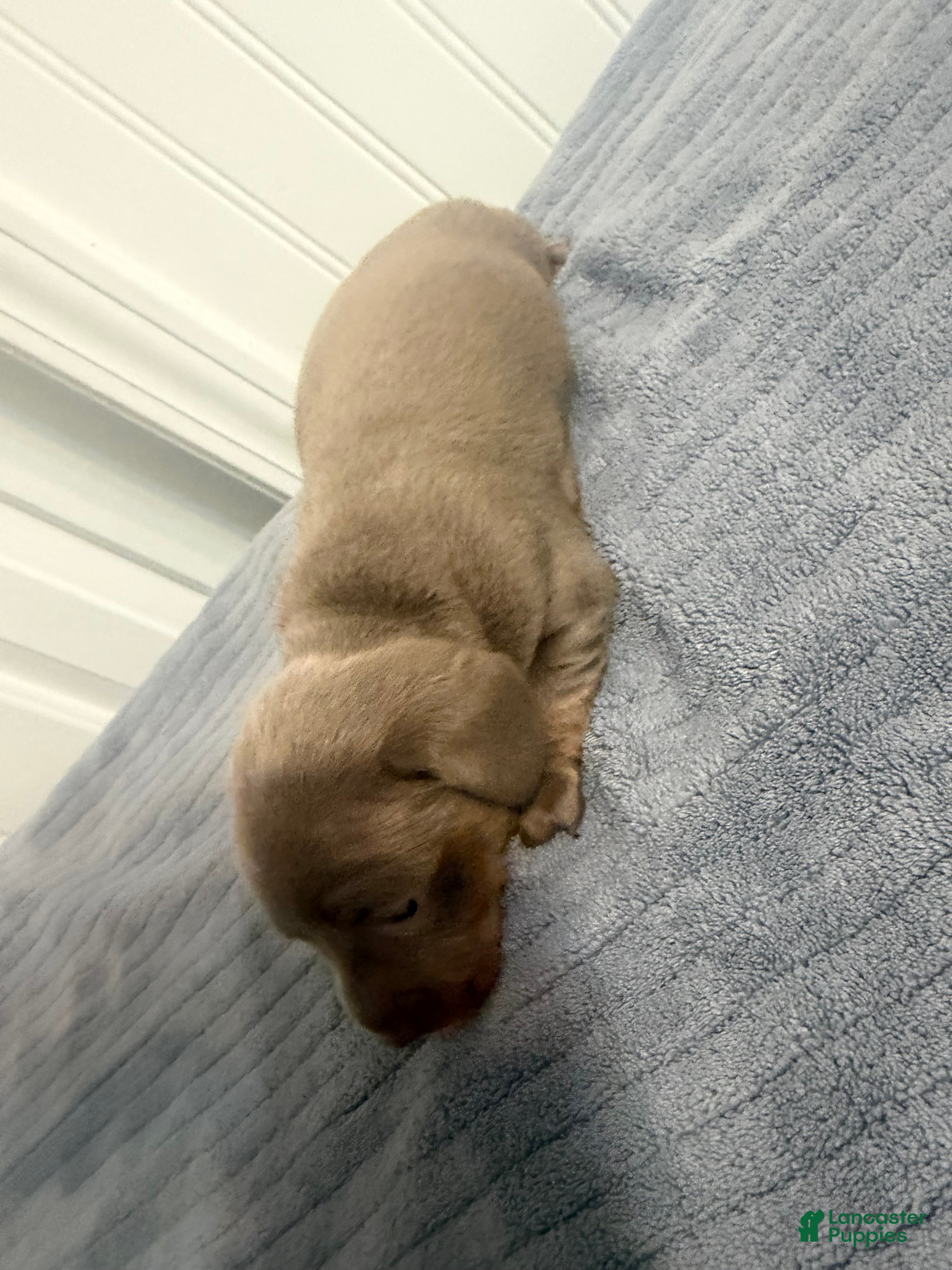 Miniature Dachshund dogs Miniature Dachshund 1 - Ad 1