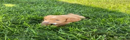 Miniature Dachshund dogs for sale: Ella - Ad 10